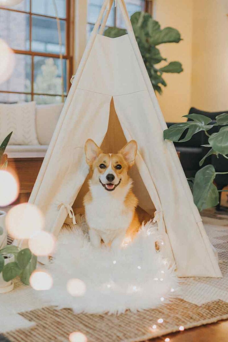 Lulu – A Therapy Dog, Comforts Grieving Families