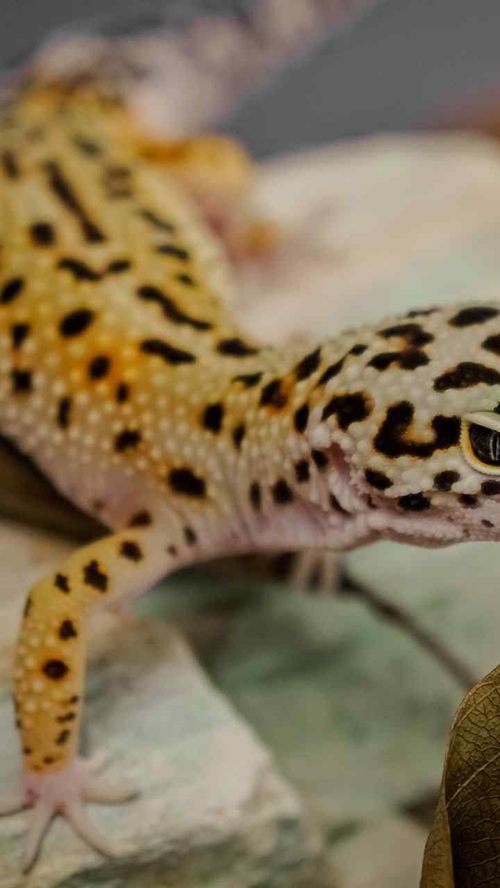 Exotic Animal Care In San Francisco – Tourtois Needs