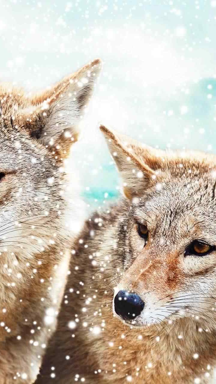 15 Exotic Animals You Can Legally Own In The Europe